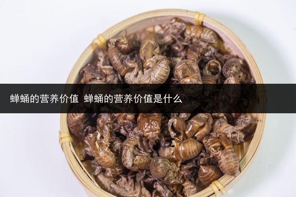 蟬蛹的營養價值 蟬蛹的營養價值是什么