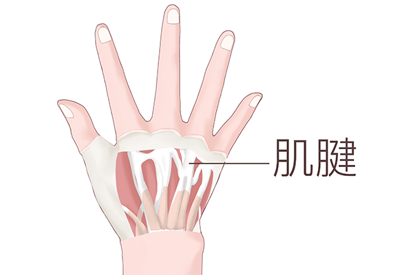 什么是肌腱，如何保護肌腱