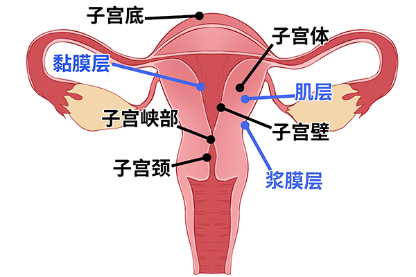 始基子宮能治愈嗎，該如何治療始基子宮