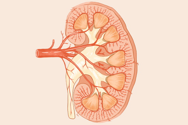 腎精虧虛怎么恢復，哪些方法可以恢復