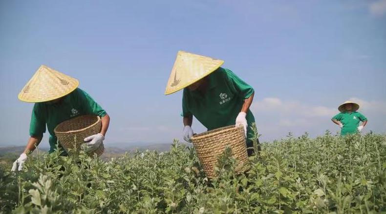 南陽艾草線上熱銷，有企業月均銷售額增加十倍