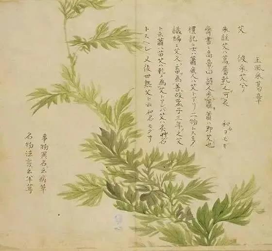 艾——端午艾虎禳五毒