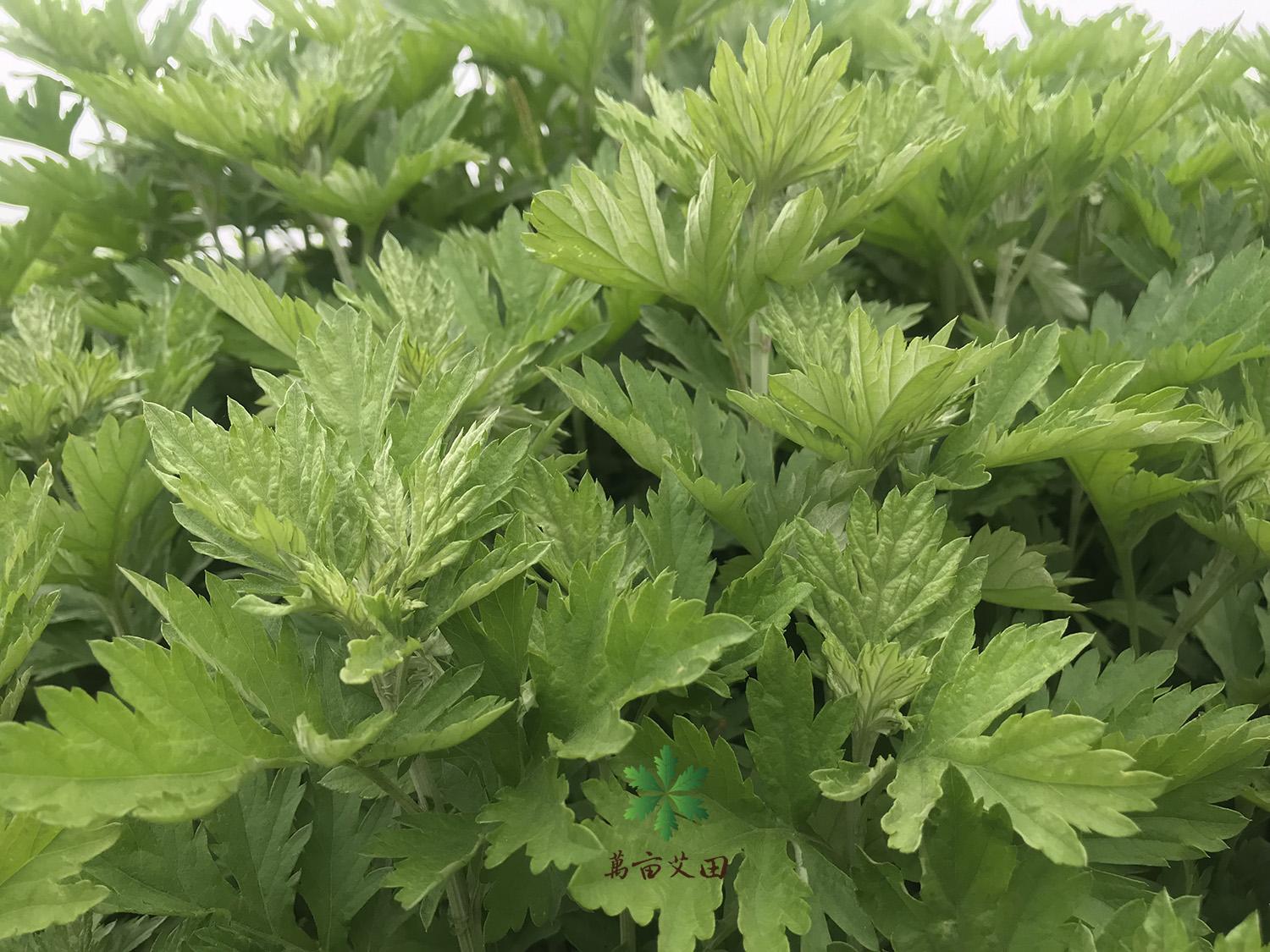 蘄艾艾根、蘄艾艾草種子哪里有賣？
