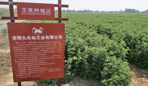 助推艾草行業蓬勃發展，安陽九頭仙艾堅守誠信敢為行業先行者