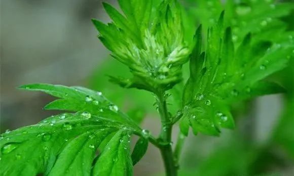世界艾草之鄉(xiāng)、全球艾草加工中心區(qū)域南陽市：奮力發(fā)展中原艾草業(yè)的國際名片