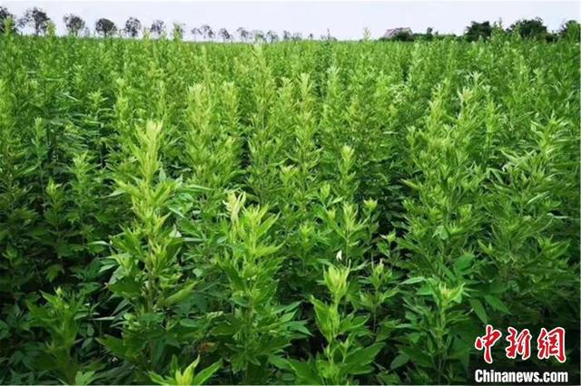 小艾草變“金香葉”江西宜黃念活三產融合經