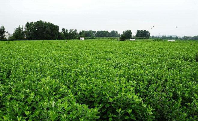 河南葉縣常村鎮小艾草將走向世界
